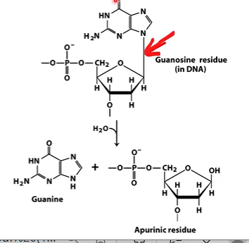 <p>removes base from nucleotide, forms <strong>abasic site</strong></p>