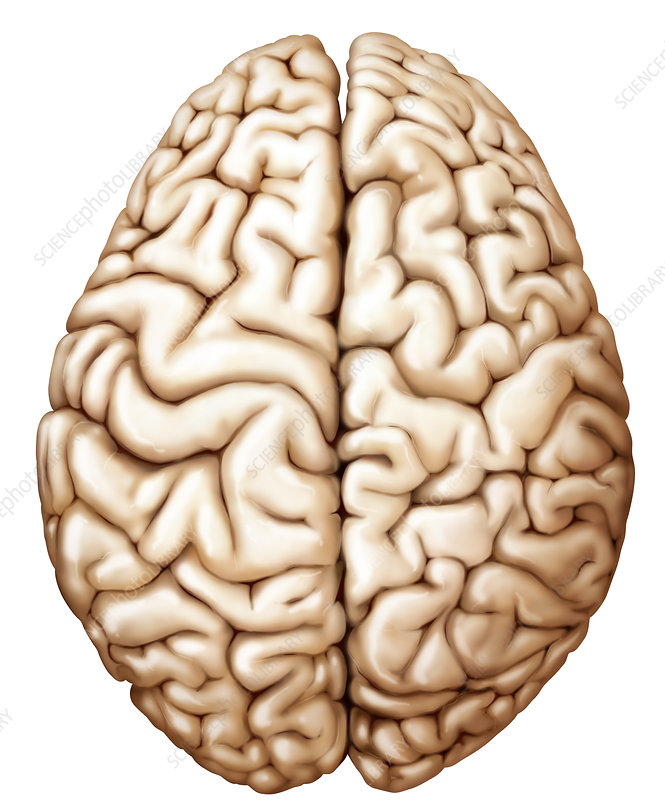 <p>Brain</p>