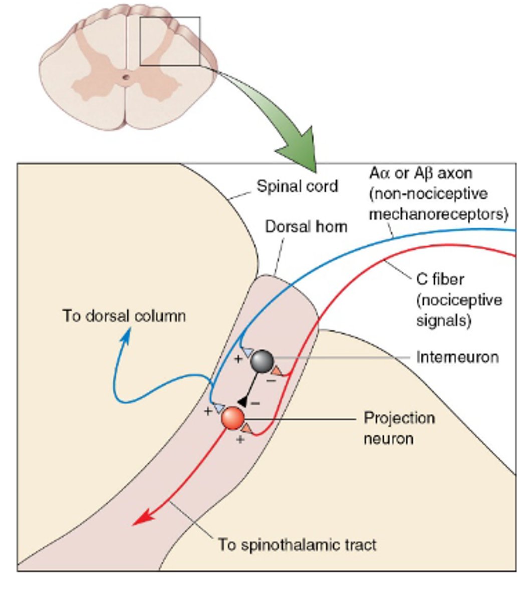 <p>Mechanical stimulation could activate an interneuron that inhibits spinothalamic tract. <strong>Concurrent activation of somatic and nociceptive neuron leads to a reduced nociceptor response</strong></p>