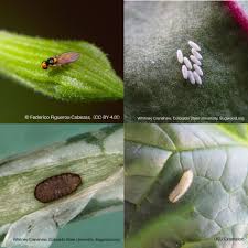 <p><span>&nbsp;Insect larvae that burrow between leaf layers, creating visible tunnels or blotches.</span></p>