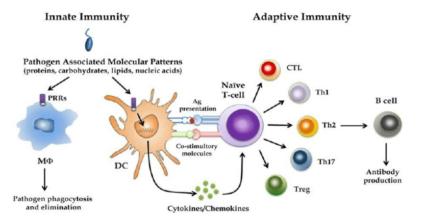 <ul><li><p>DCs transport antigen to lymph node where they are presented to lymphocytes</p></li></ul><p></p>