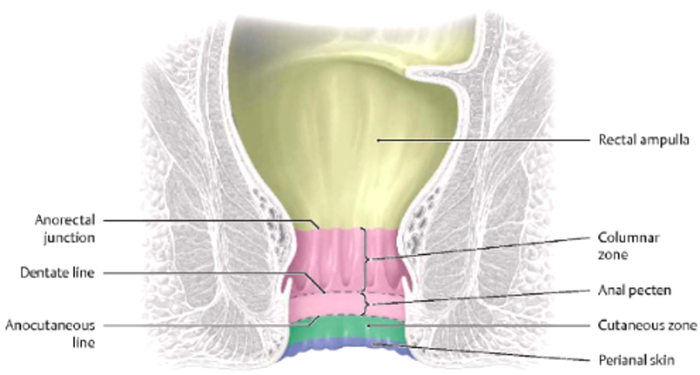 <p>Transition between abdomen and pelvis</p><p>Above is visceral, below is somatic</p>
