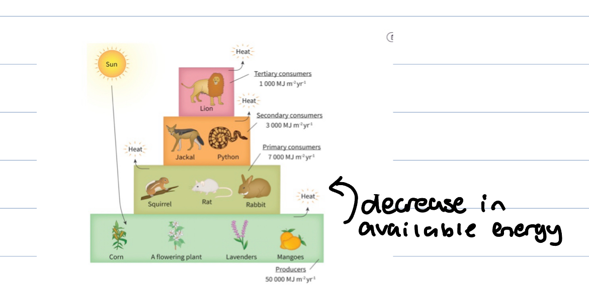 <p>the estimation of energy availability at each trophic level (test efficiency of energy transfers) </p><p>use energy pyramid, each trophic level is a bar which represents amount of energy units per area per time</p><p>Most energy is not efficiently transferred from one trophic level to the next </p>