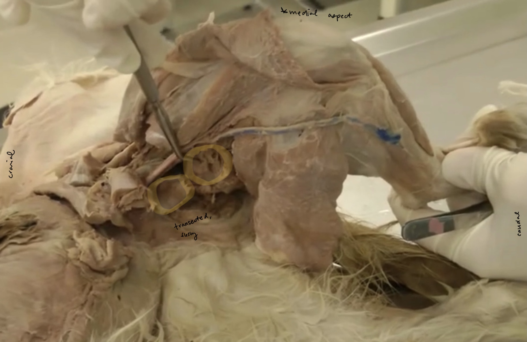 <p>Which muscle is highlighted?</p>