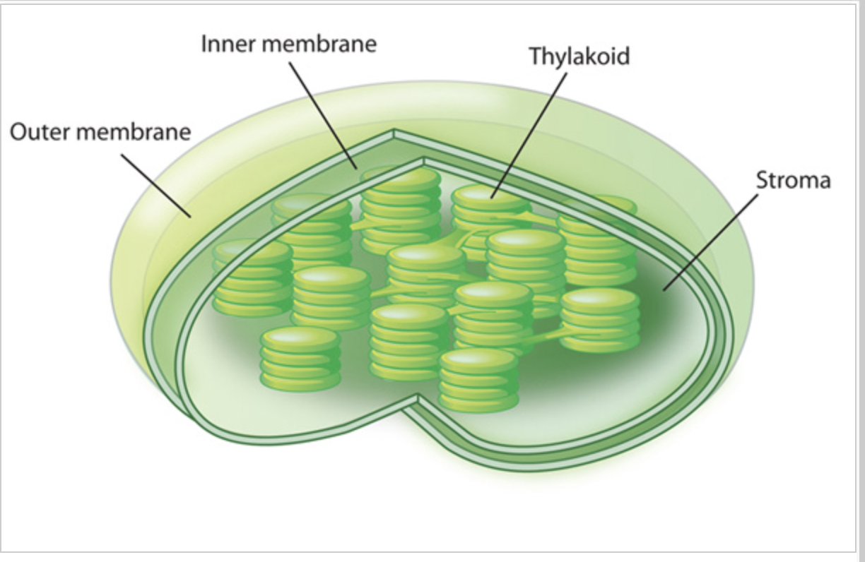 <p>Chloroplast</p>