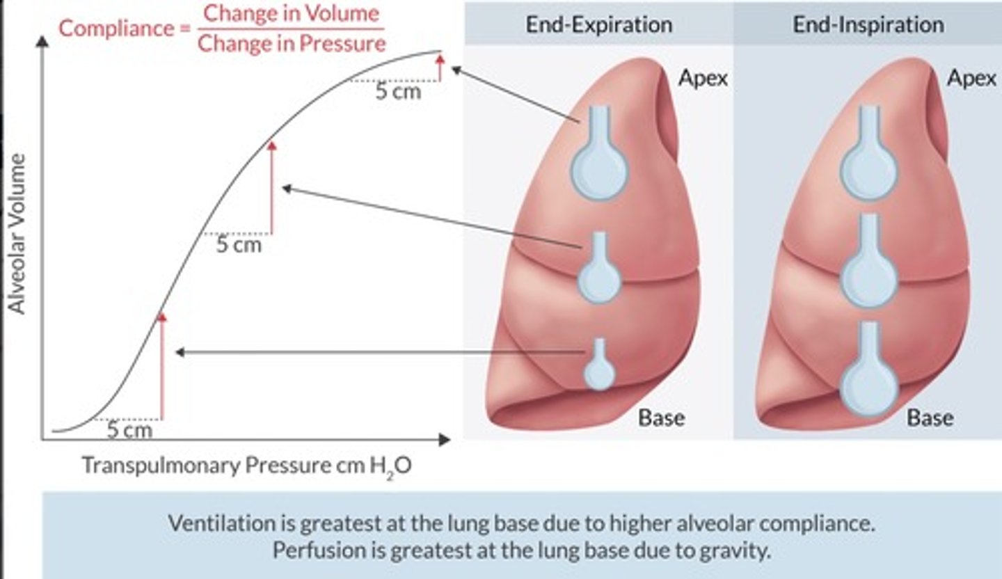 <p>VA is a function of alveolar size &amp; its position on the curve.</p><ul><li><p>Best ventilated alveoli are most compliant (steep slope of the curve)</p></li><li><p>Poorest ventilated alveoli are least compliant (flat portion of the curve)</p></li></ul><p></p>