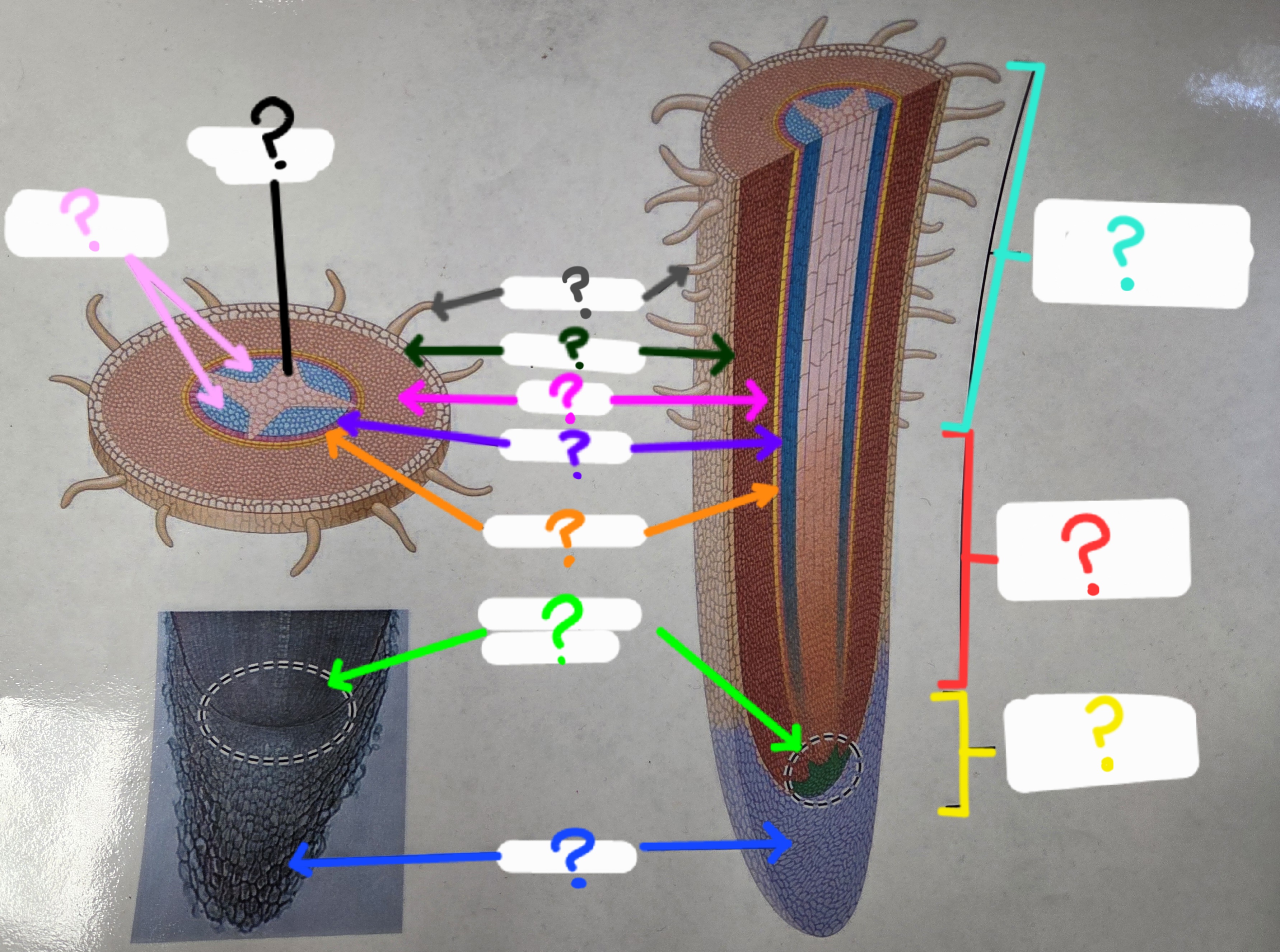 <p>What is labeled by the pink arrows?</p>