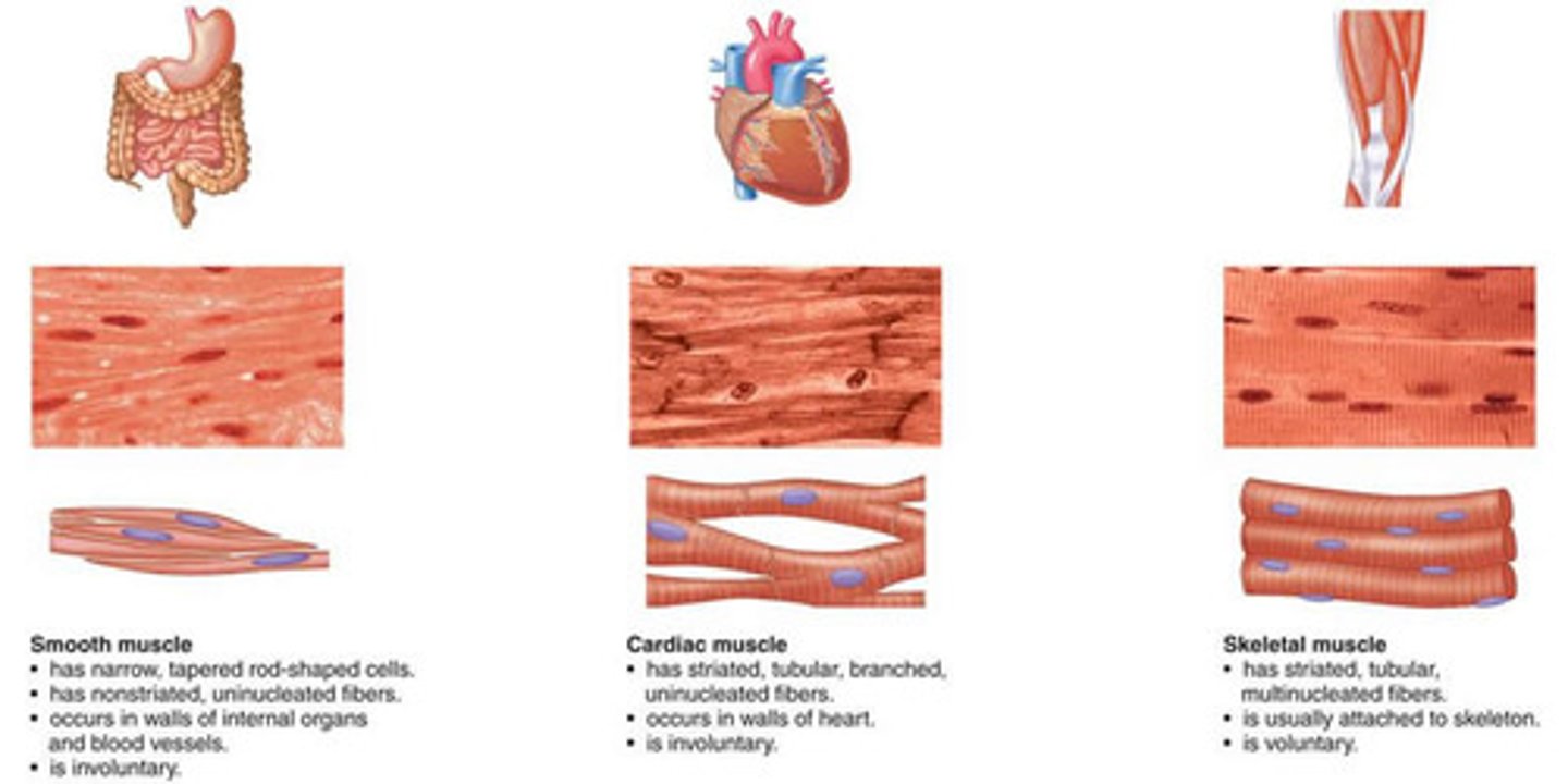 <p>skeletal, cardiac, smooth (found in walls of vessels and hollow organs</p>