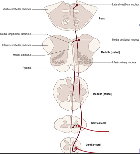 <p>Function: maintenance of posture </p><p>• Vestibular nuclei receive input from vestibular apparatus (non pyramidal route) • Cells of the lateral vestibular nucleus descend ipsilaterally as the lateral vestibulospinal tract in the ventral funiculus</p>