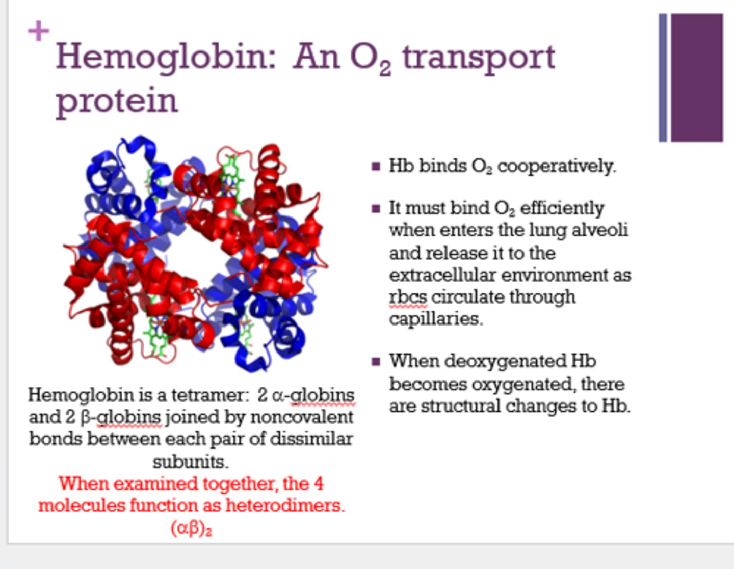 <p>heterodimers</p>