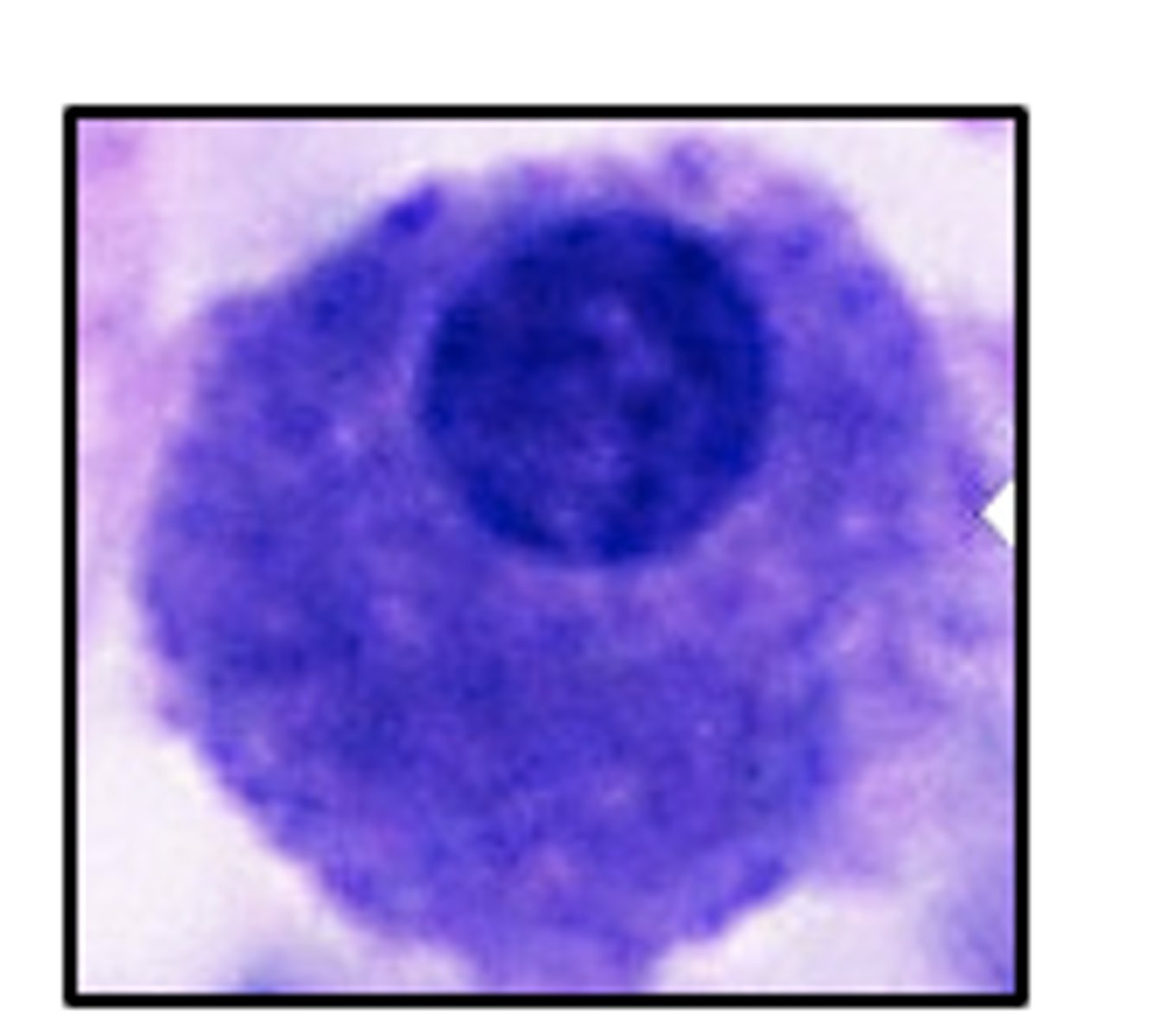 <p>What hormones are synthesized by basophils of the pars distalis of the anterior pituitary?</p>