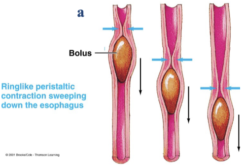 <p>move the contents forward through the digestive tract</p><ul><li><p>happens in the esophagus and when you defecate (large intestine)</p></li></ul><p></p>