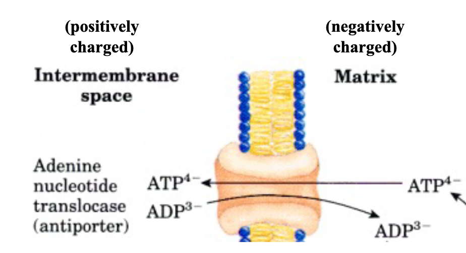 <ul><li><p><span style="font-family: sans-serif; color: rgb(1, 0, 0)">Exports ATP to cytosol in exchange for ADP (ATP out of matrix, ADP into matrix)</span></p></li><li><p><span style="font-family: sans-serif; color: rgb(1, 0, 0)">Driven by membrane potential difference</span></p></li><li><p><span style="font-family: sans-serif; color: rgb(1, 0, 0)">drives ATP outside of mitochondria since since ADP</span><span style="color: rgb(1, 0, 0)"><br></span><span style="font-family: sans-serif; color: rgb(1, 0, 0)">has 3 –ve charges and ATP has 4 –ve charges</span></p></li></ul><p></p>