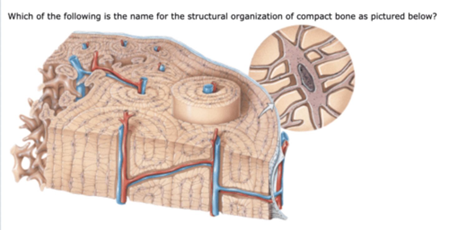 <p>The microscopic canals between the lacunae.</p><p>Osteocytes project into these canals.</p>