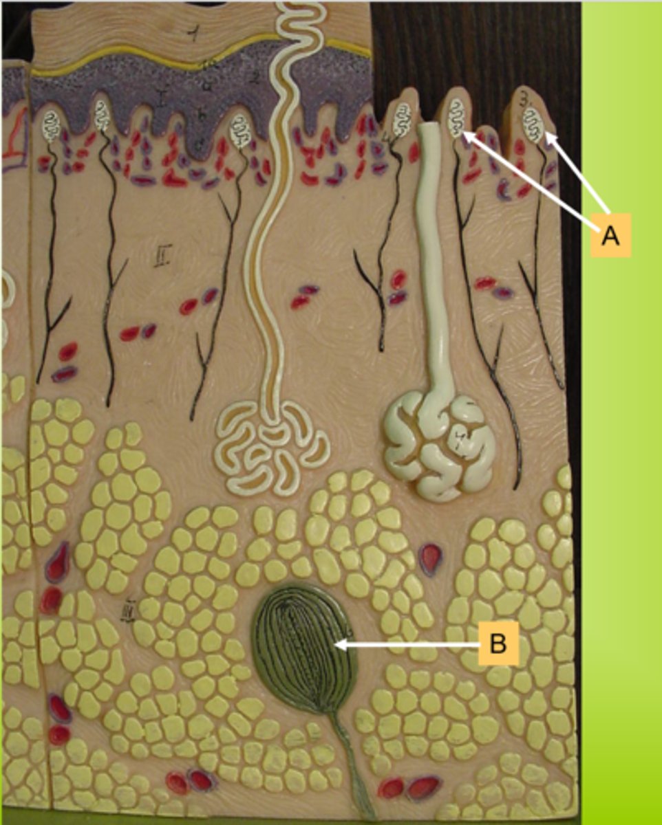 <p>What are the arrows of the letter A pointing to?</p>
