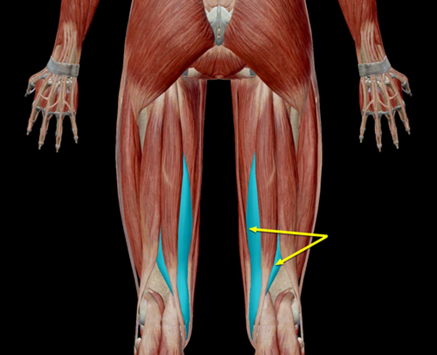 knowt flashcard image