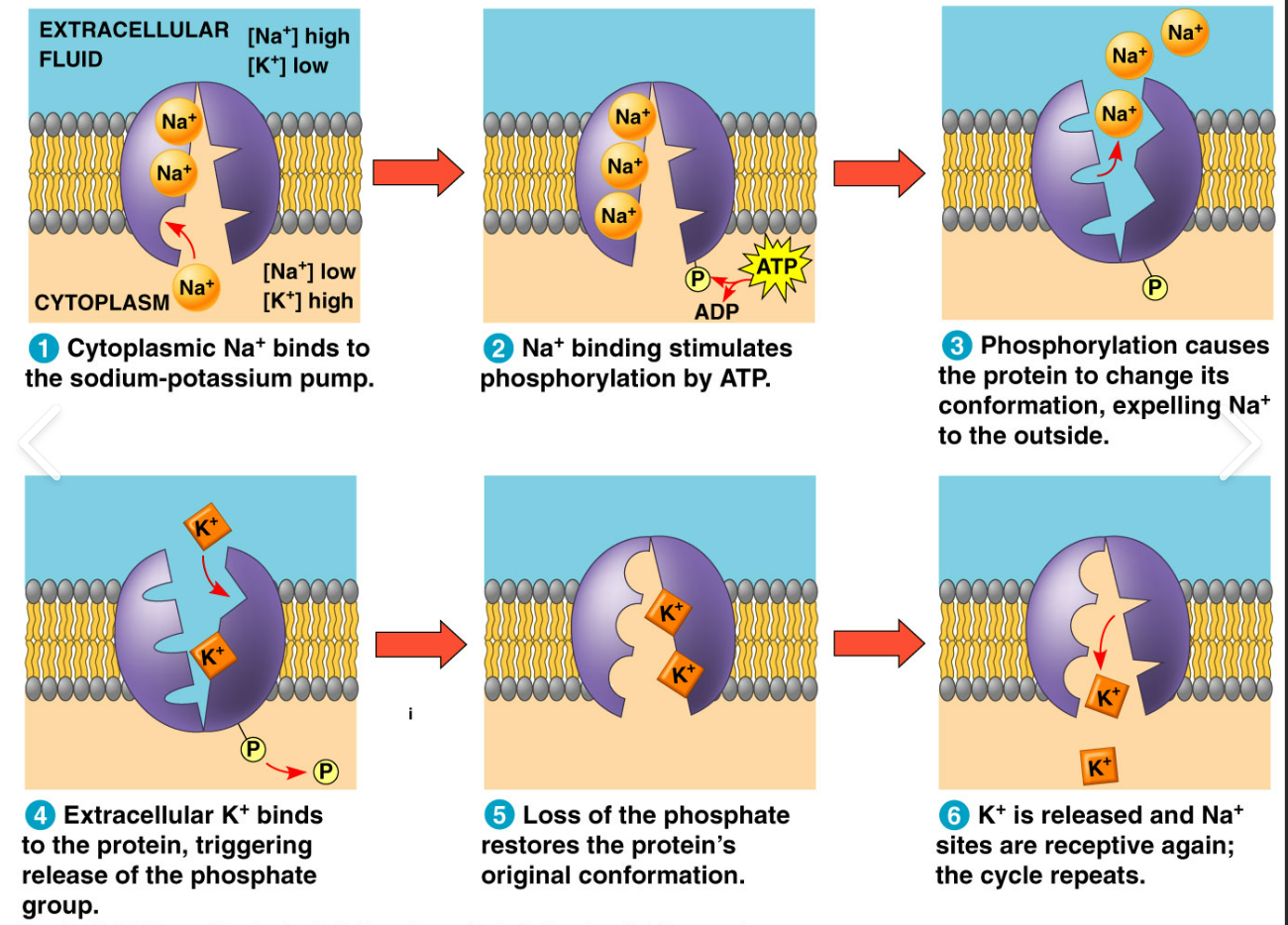 inside cell, 3 sodium ions bind to pump, shape change, ATP bind a phosphate (phosphorylation), shape change, sodium out, 2 potassium bind, shape change, dephosphorylation, shape change, potassium release, start over