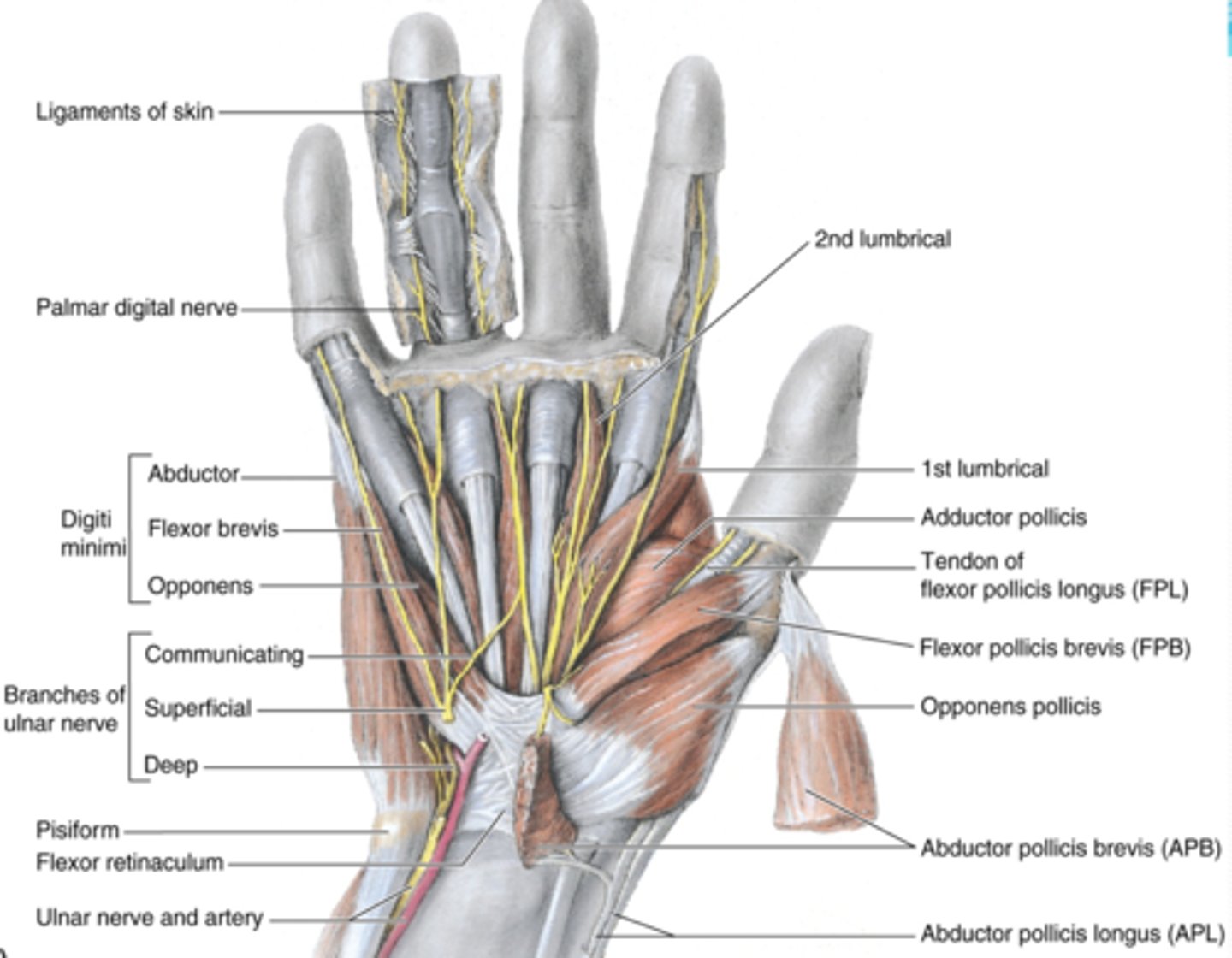 <p>-Flexes 5th digit</p><p>-Ulnar n. (C7 - T1)</p><p>-Lateral to abductor digiti minimi</p>