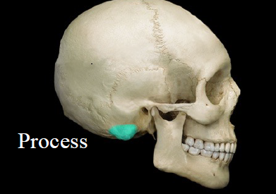 <ul><li><p>projection</p></li><li><p>Ex. Mastoid process</p></li></ul>