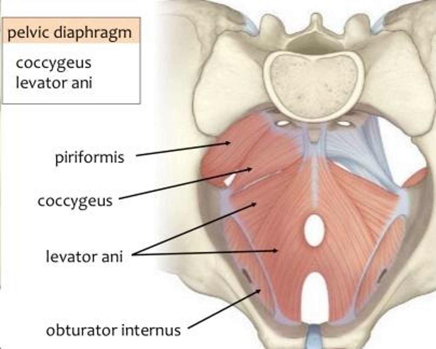 <p>What is the Coccygeus muscle innervated by? </p>