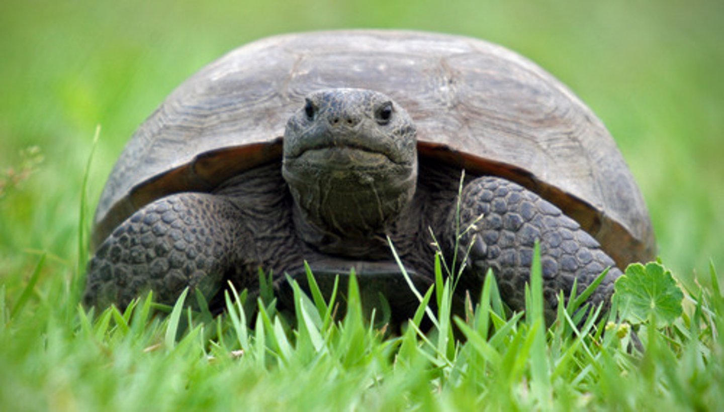 <p>I have a tortoise</p>