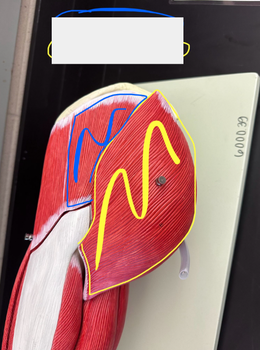 <p>What muscle is the blue line indicating?</p>