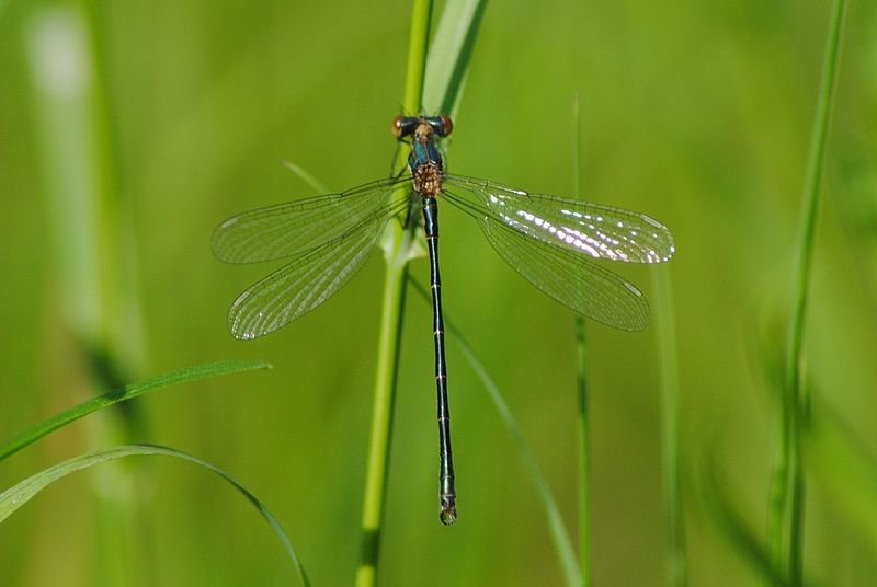 <ol><li><p>Wings lacking color and usually held open when at rest</p></li><li><p>Only two antenodal crossveins in front and hind wings</p></li><li><p>M3 vein arises closer to arculus than to nodus</p></li></ol><p></p>