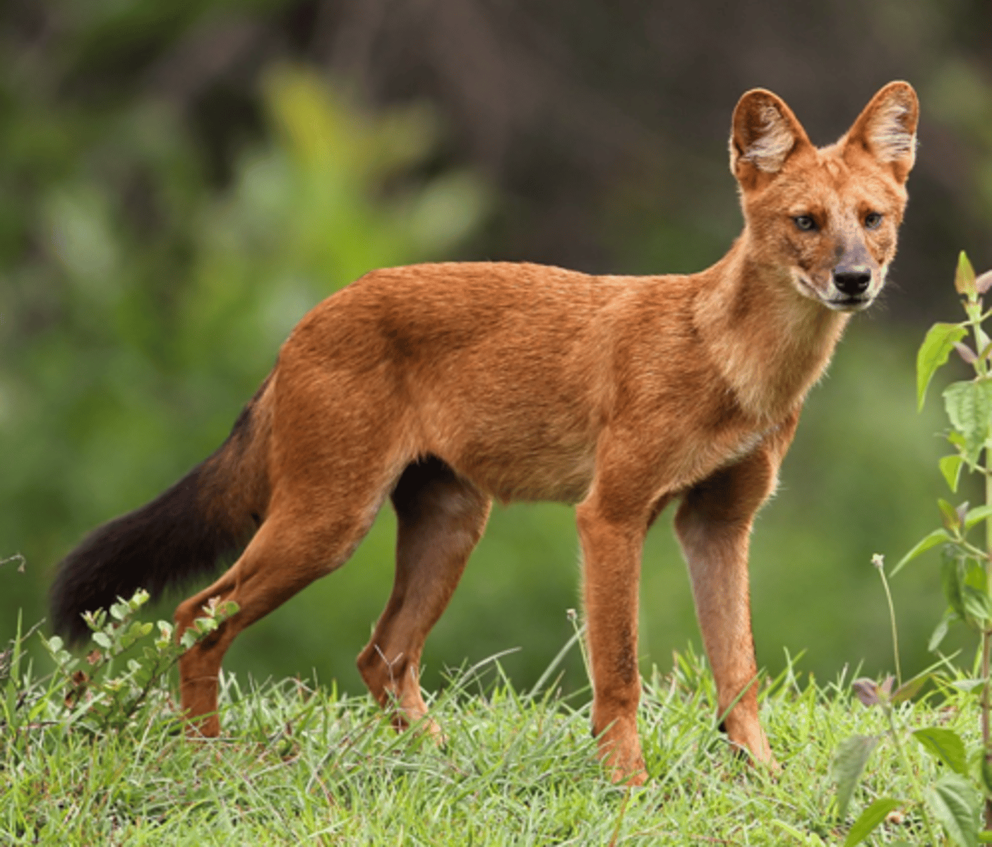 <p>social clans of 5-12 w/o rigid hierarchy, cooperative hunting, diet includes berries, insects, and small and medium mammals</p>