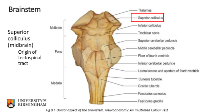 <p>contralateral </p><ol><li><p>originates in the superior colliculus </p></li><li><p>decussates- dorsal tegmental decussation</p></li><li><p>goes down into the pons, medulla, and then cervical cord </p></li></ol><p></p>