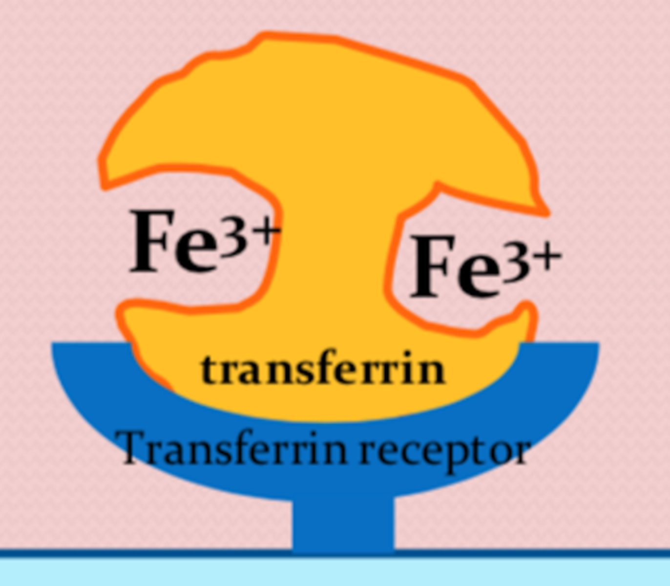 <p>2 iron + apotrasnferrin <br>(diferric)</p>