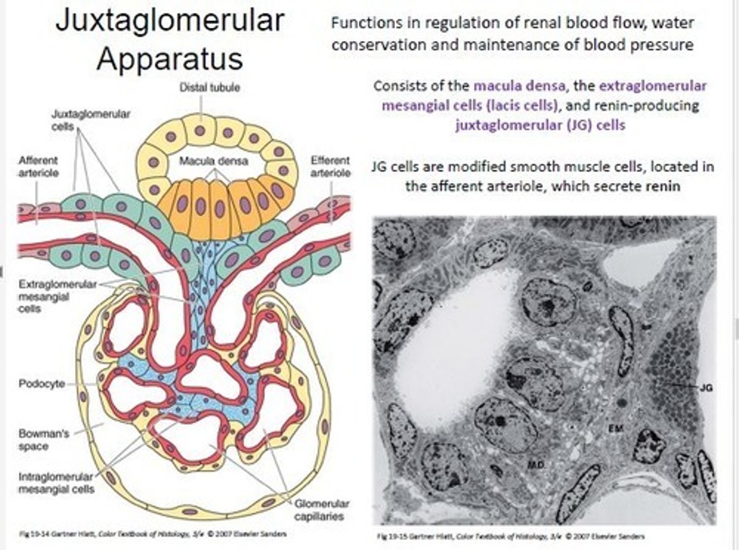 <p>(C) Distal Convoluted Tubule and Glomerulus</p><p>The juxtaglomerular apparatus sits next to the distal convoluted tubule and the glomerulus.</p>
