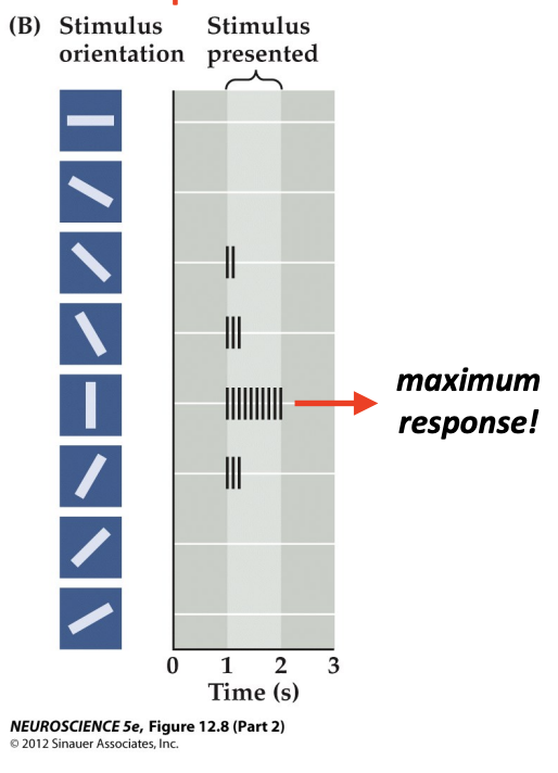 <p>Neurons in primary visual cortex respond to bars of light in specific orientations (known as orientation selectivity) coming from specific locations on the retina</p>