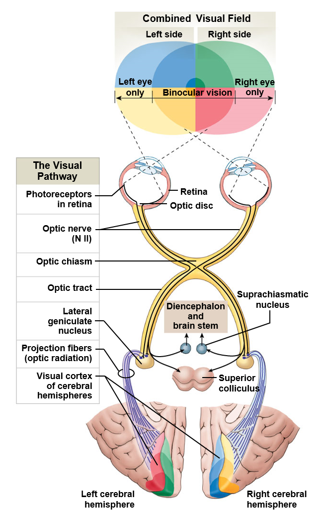 <p>Allows for what is commonly called sight</p><p>Light passes through a protective cornea, an anterior chamber, the lens of the eye, and a posterior cavity on its way to the retina</p><p>Retina cells react in response to light, sending nerve impulses towards the brain via the optic nerves (CN II)</p>