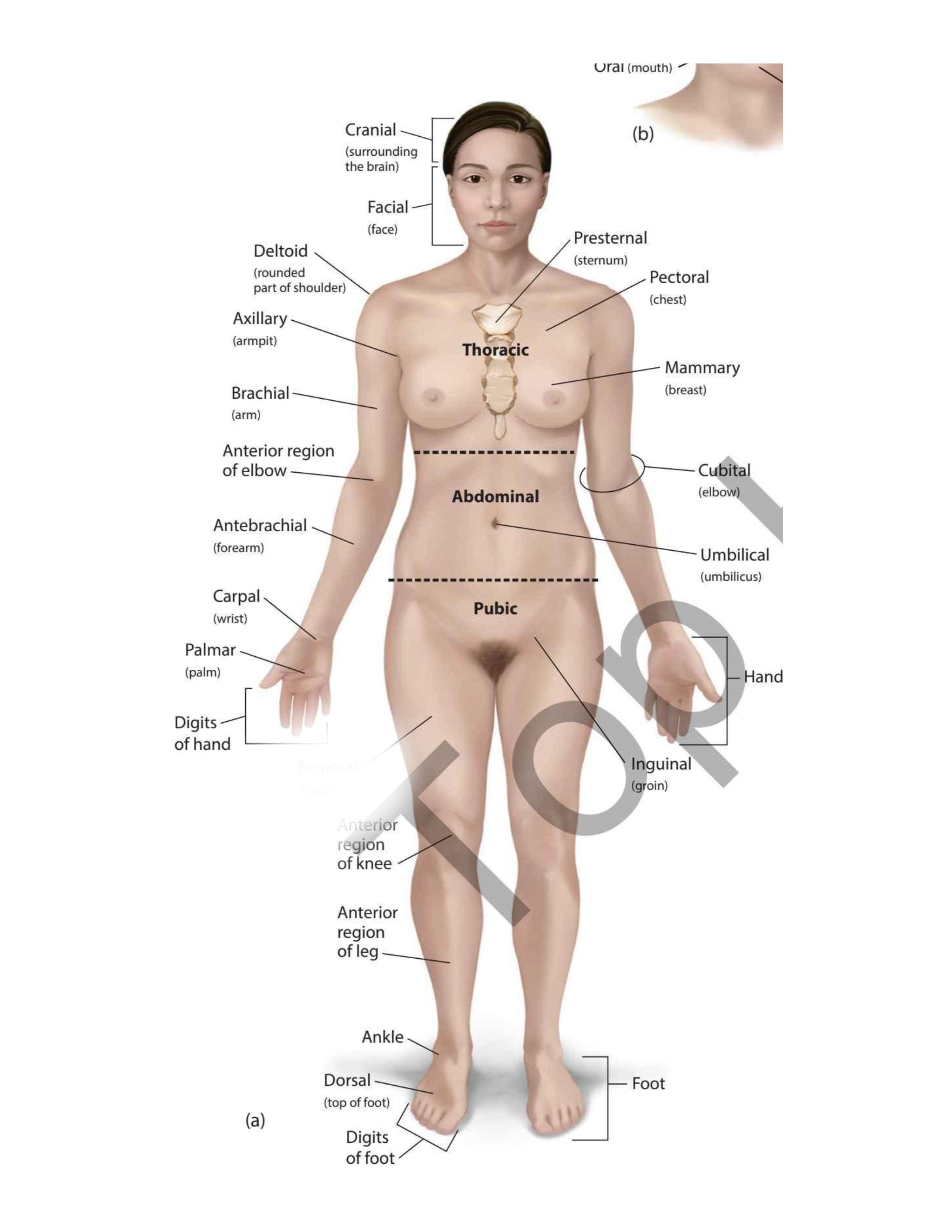 <p>(thigh)</p>