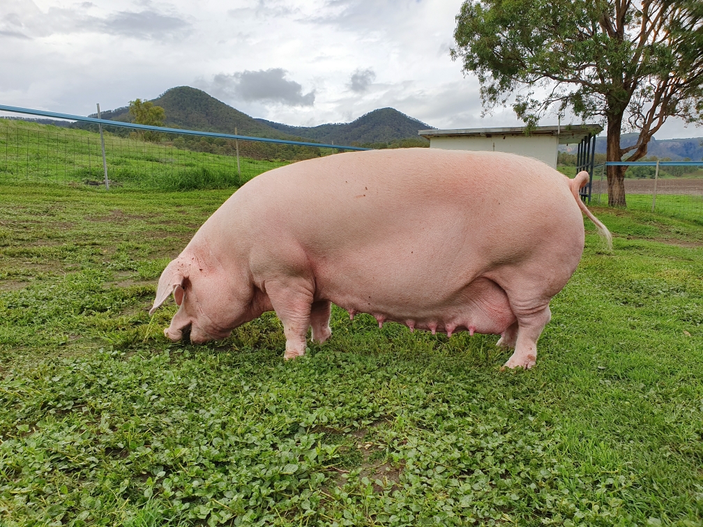 <p>Are bred for pork production, known for their prolific breeding and good mothering ability.</p>