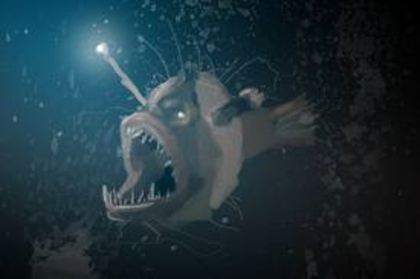 <p>"untrue" signal - lowers the fitness of either sender or receiver</p><p>- anglerfish using "lure" to attract prey</p>