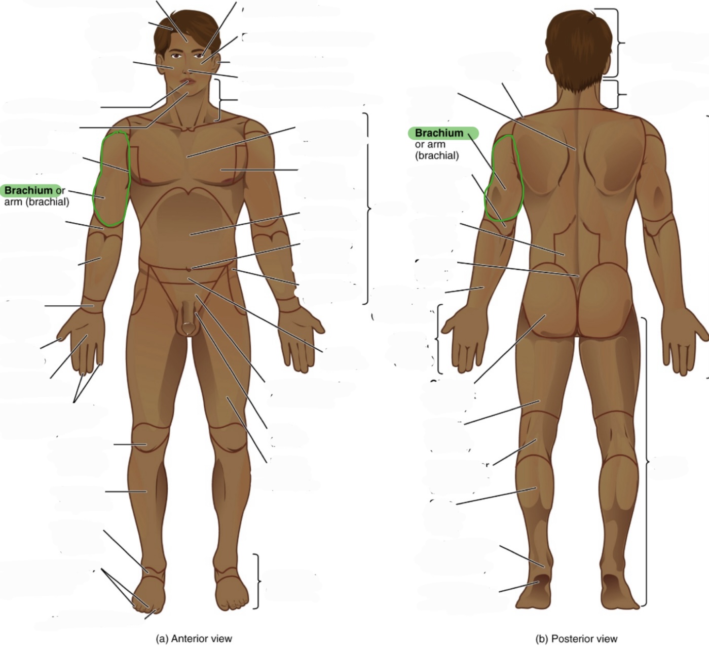 <p>arm - bicep part of your arm</p><p>(aka brachial)</p>