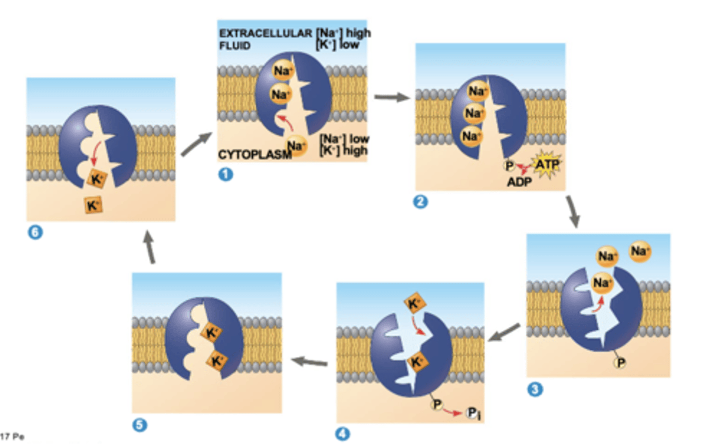 knowt flashcard image