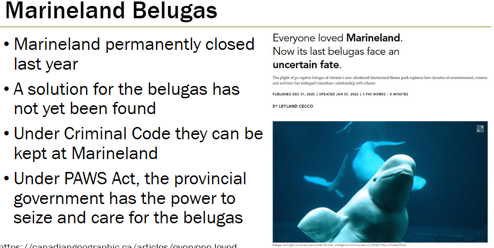 <p><strong>Closure</strong><br> Marineland permanently closed last year</p><p><strong>Beluga Fate</strong><br> No solution for the belugas has been found</p><p><strong>Legal Context</strong><br> Under Criminal Code, belugas can remain at Marineland<br> Under PAWS Act, provincial government can seize and care for the belugas</p>