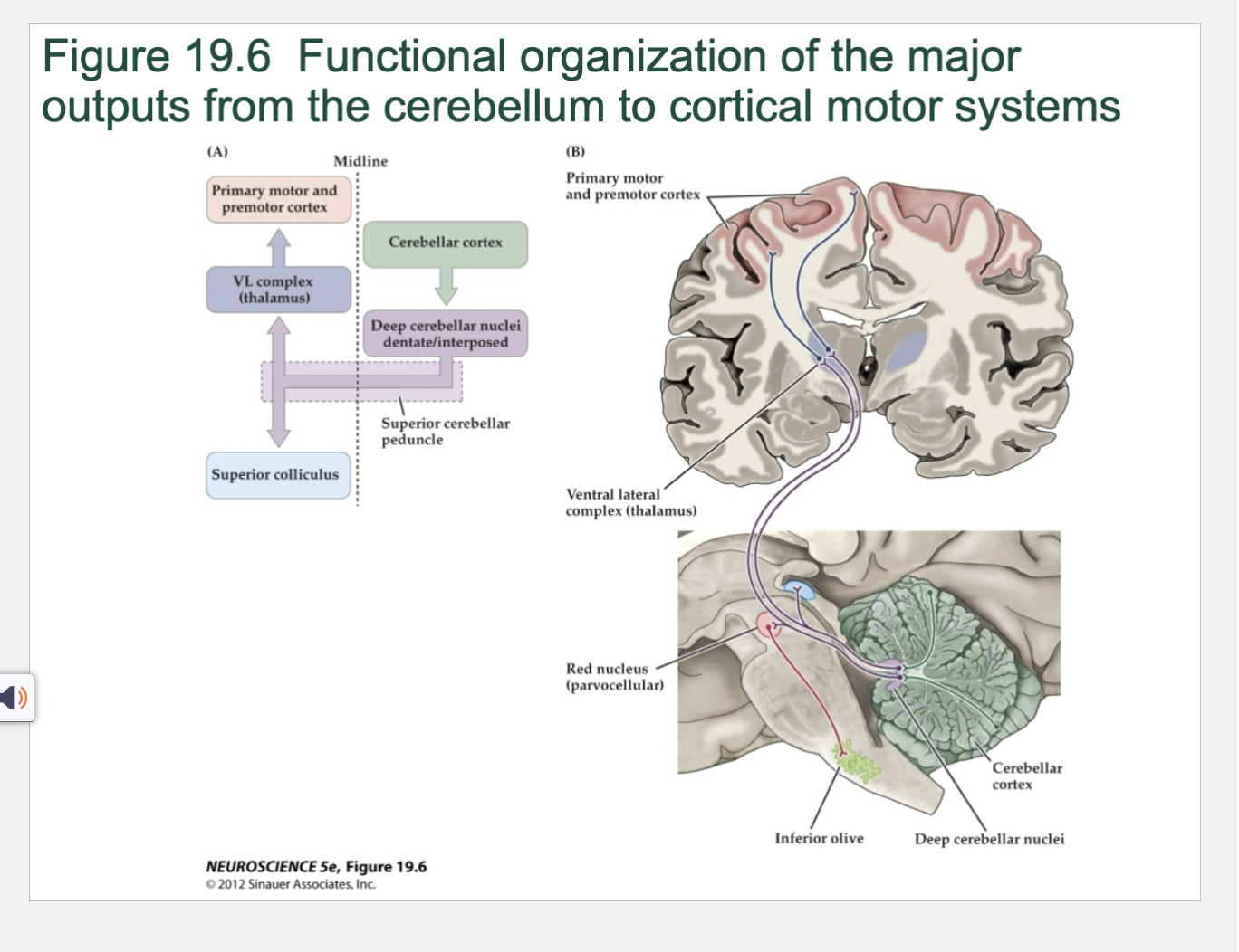 <p><span>Cerebellum </span><span>Figure 19.6 Functional organization of the major outputs from the cerebellum to cortical motor systems</span></p>