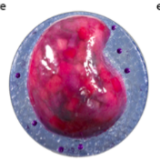 name the leukocytes (white blood cells)