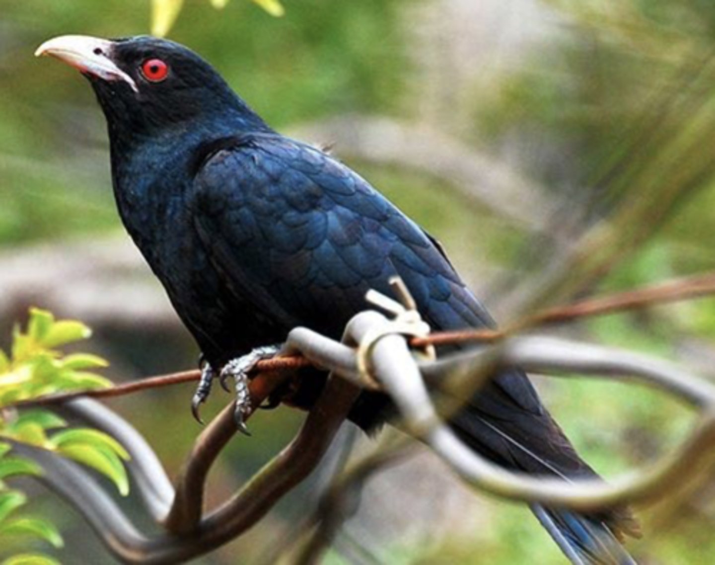 <p>Parasitic, eats fruit</p>