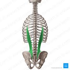 <p>Action: Bilateral extension, Ipsilateral lateral flexion, Ipsilateral rotation <strong>of the spine</strong></p><p>Exercise: Superman twists</p><p>Stretch: Side child's pose</p>