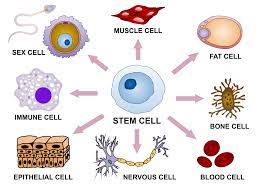 <p>What regulates the process of differentiation? </p>