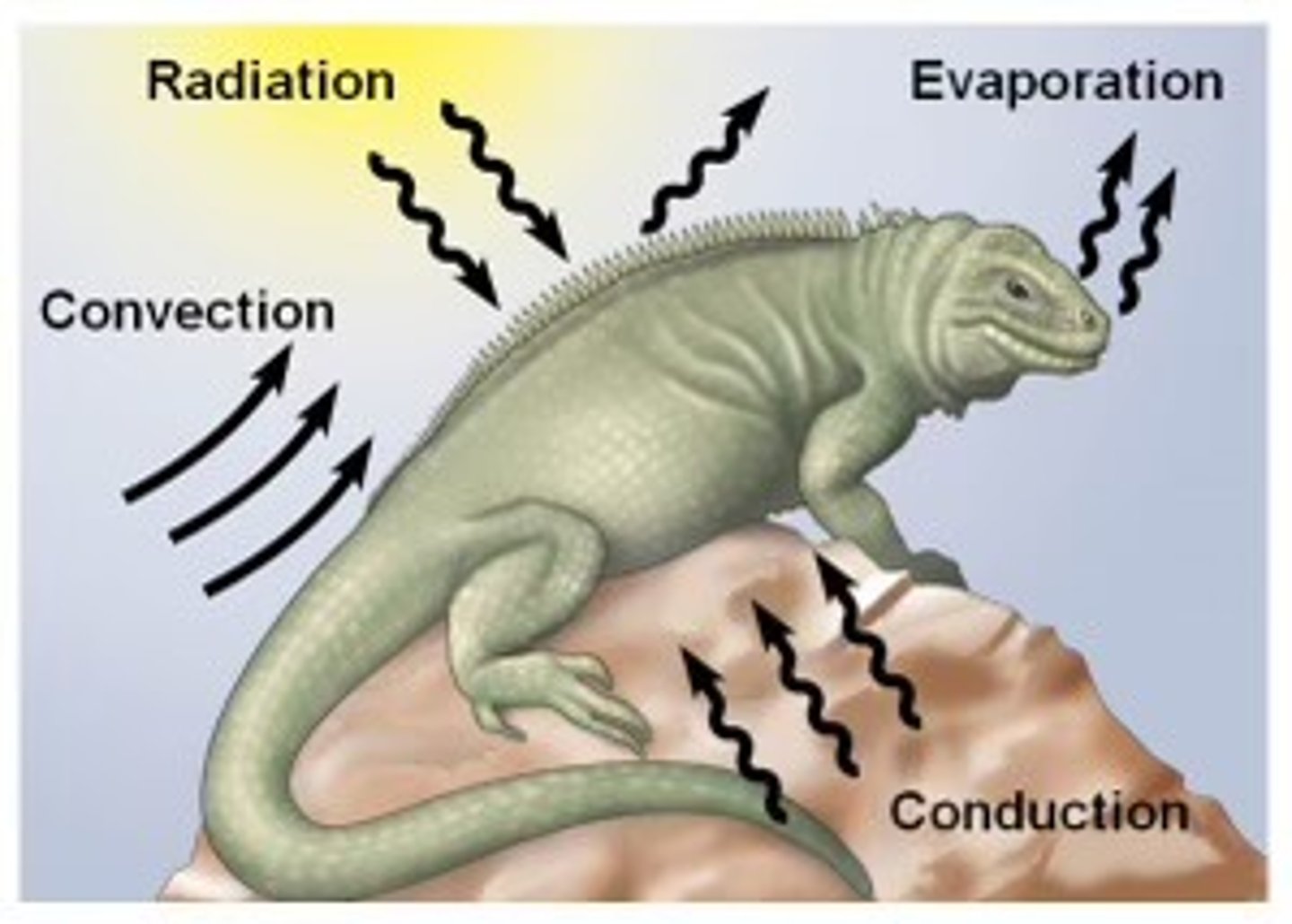 <p>radiation, evaporation, convection, conduction</p>
