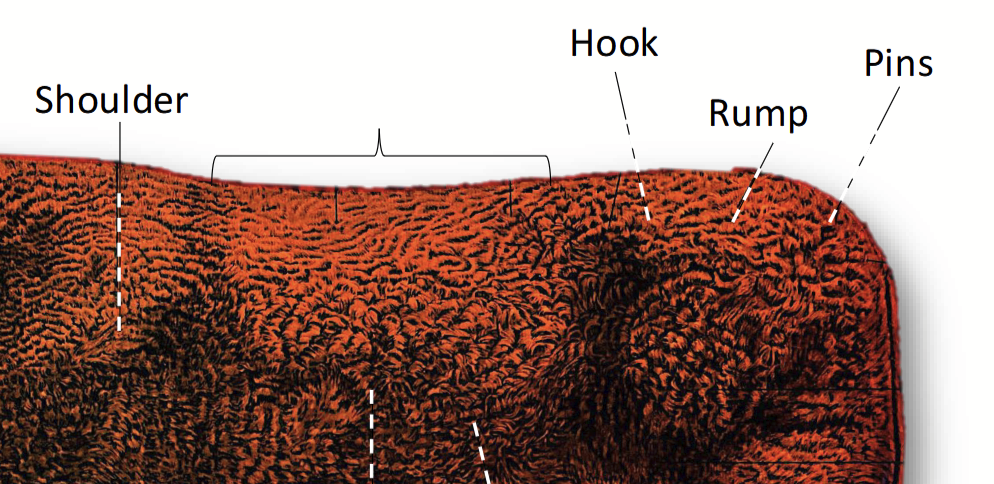 <p>Cut of beef.</p><p>Contains meat from the last rib to the hip. Muscles are primarily used for movement but are less active than other muscle groups (reason for its tenderness).</p><p>Known for its tenderness, marbling, and fat distribution - contributes to the flavour and tenderness of beef cuts. Seen in T-bone steak and filet mignon.</p>