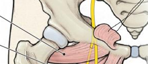 <p>What muscles is reflected and shown?</p>