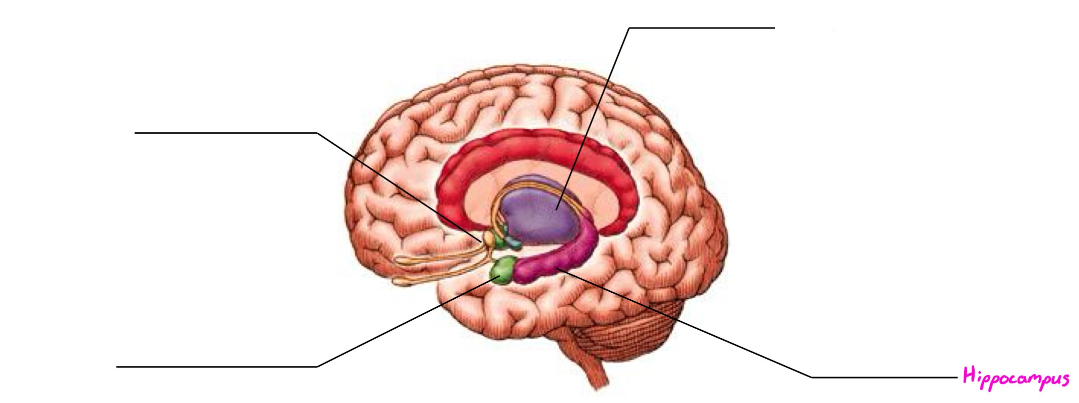 <p>Part of limbic system; wishbone-shaped structure; involved in forming new memories (long-term)</p>