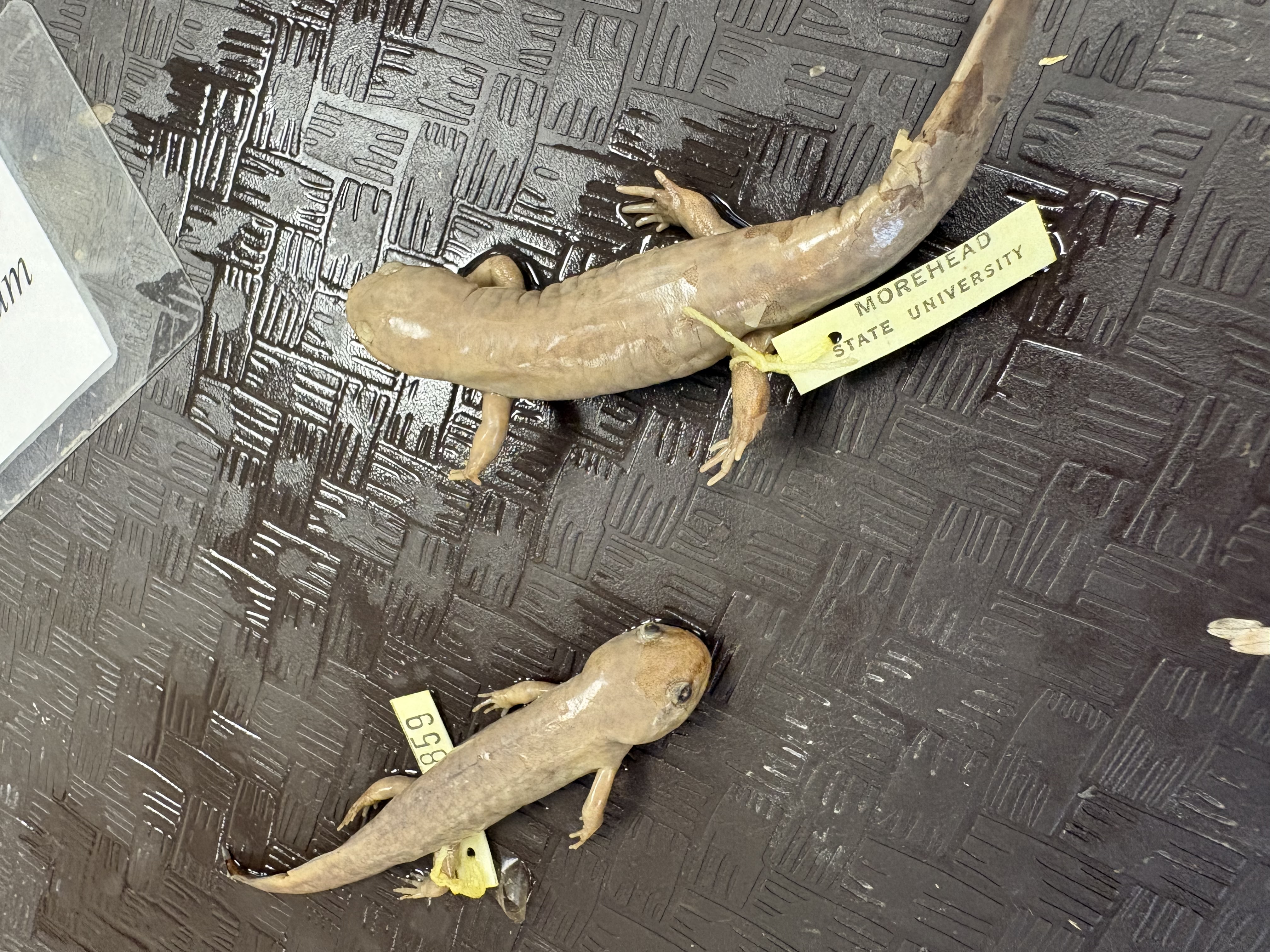 <p>Western ky, chubby</p>