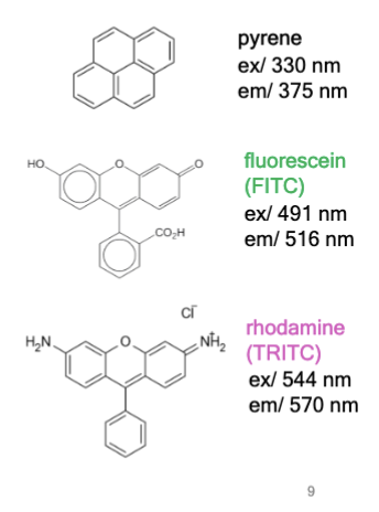 <p>chemical compound that can absorb photons in the “ground state,” leading to fluorescence emission and vibration relaxation in the “excited state.”</p><p>examples: pyrene, fluorescein, and rhodamine </p>